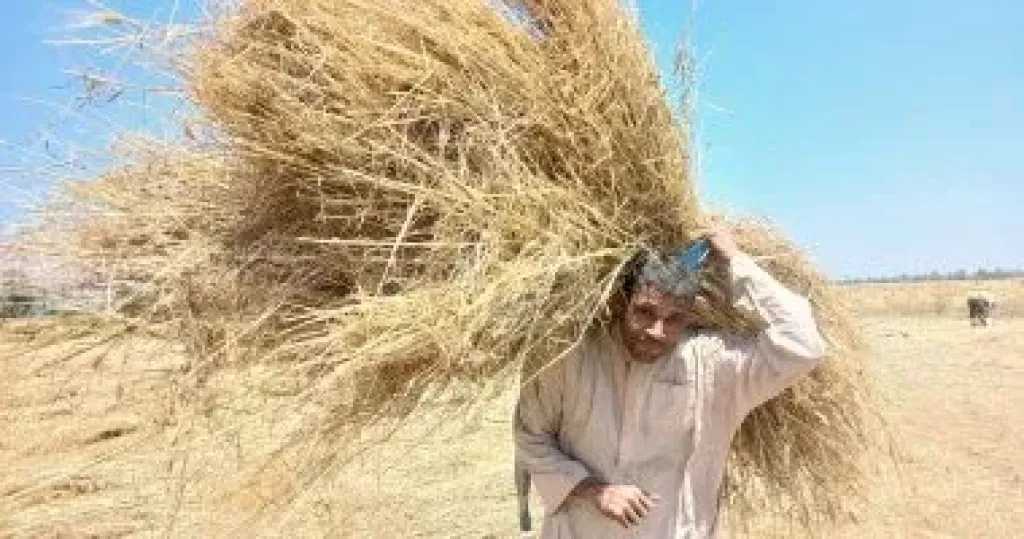 أخبار مصر