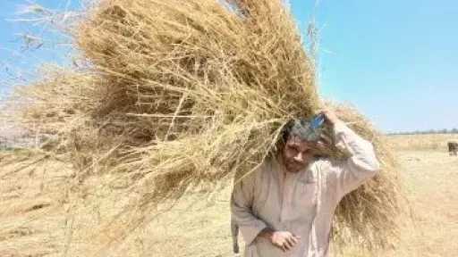أخبار مصر