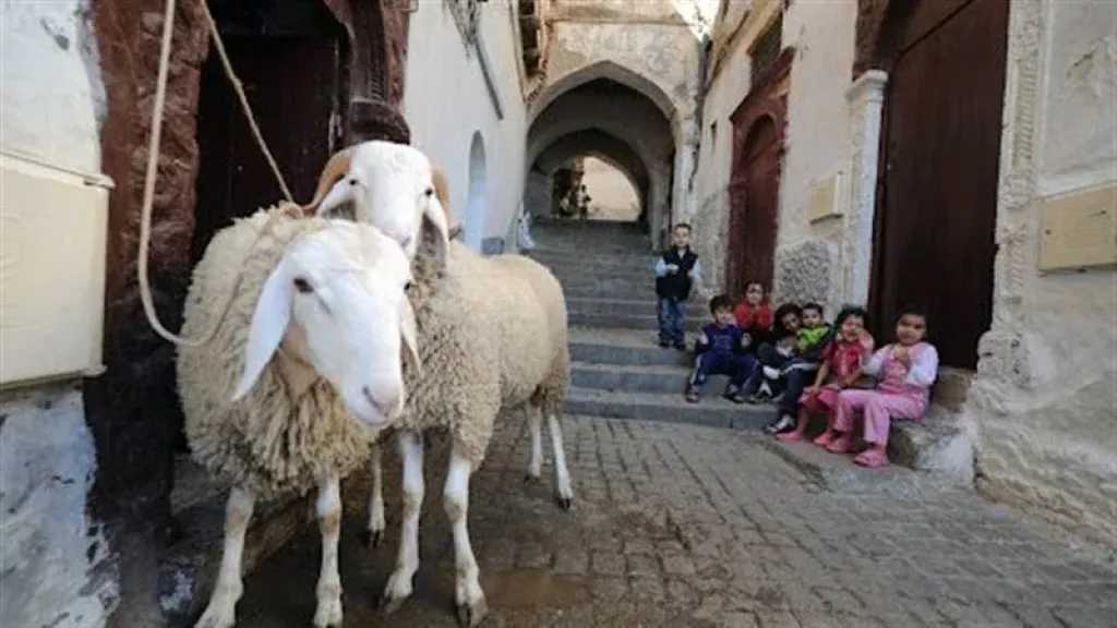 أخبار مصر