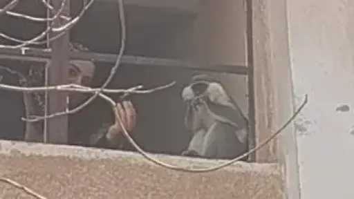 أخبار مصر
