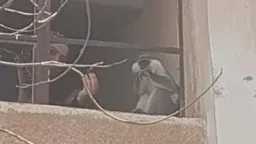 أخبار مصر
