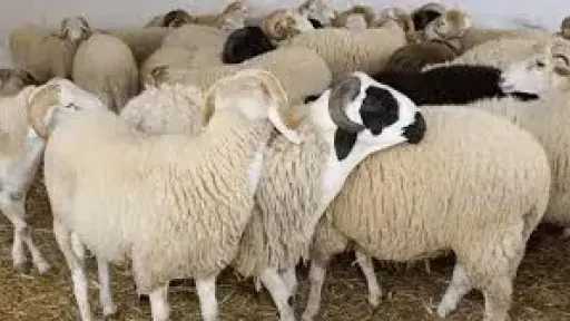 أخبار مصر