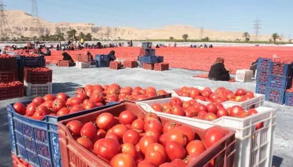 أخبار مصر