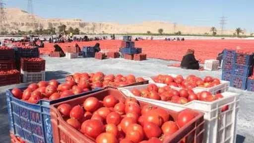 أخبار مصر