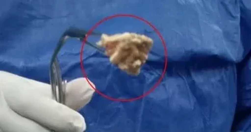 أخبار مصر