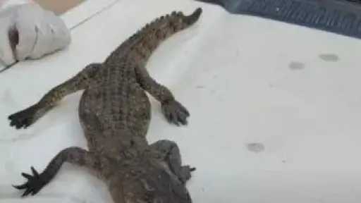 أخبار مصر