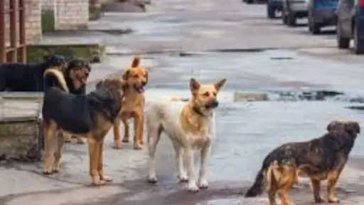 أخبار مصر