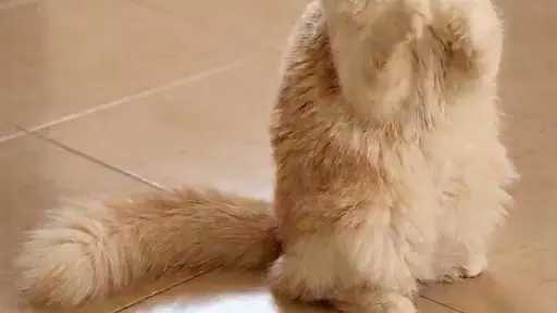 أخبار مصر