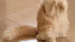 أخبار مصر