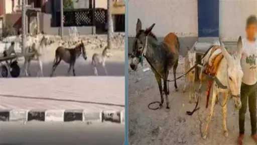 أخبار مصر