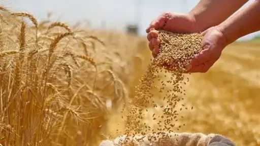 أخبار مصر