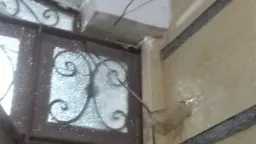 أخبار مصر