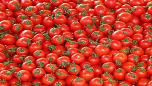 أخبار مصر