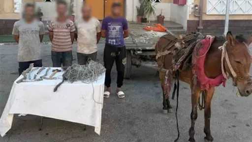 أخبار مصر