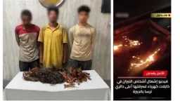 أخبار مصر