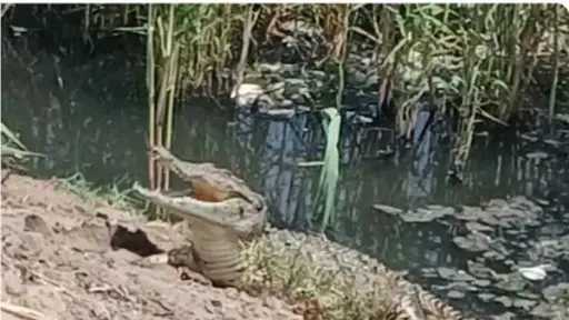 أخبار مصر