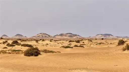 أخبار مصر