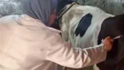أخبار مصر