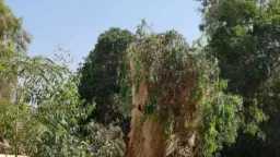 أخبار مصر
