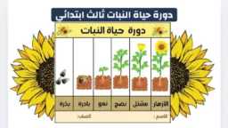 تريندات