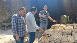 أخبار مصر