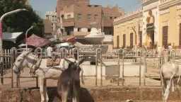 أخبار مصر