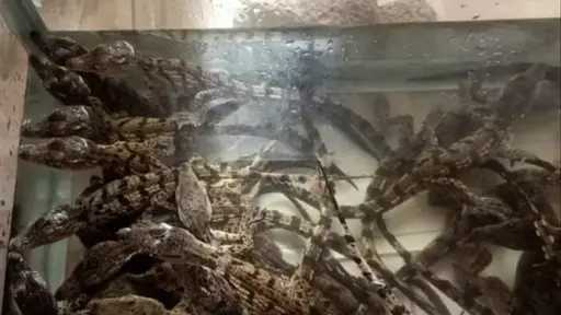 أخبار مصر
