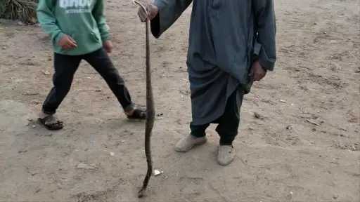 أخبار مصر